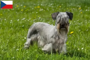 Lee más sobre el artículo Criador de Terrier Checo y Cachorros en República Checa