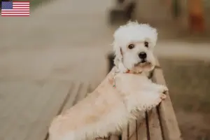 Lee más sobre el artículo Dandie Dinmont Terrier criadores y cachorros en los EE.UU.