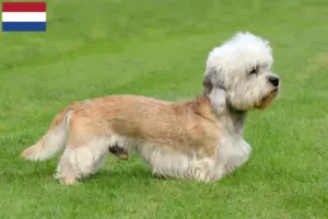 Lee más sobre el artículo Dandie Dinmont Terrier criadores y cachorros en los Países Bajos