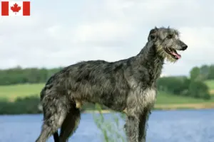 Lee más sobre el artículo Criadores de Deerhound y cachorros en Canadá