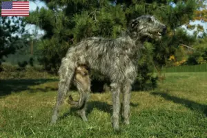Lee más sobre el artículo Criadores de Deerhound y cachorros en EE.UU.