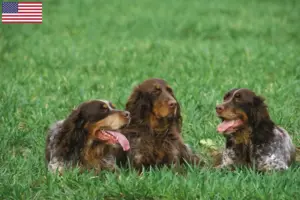 Lee más sobre el artículo Épagneul Picard criadores y cachorros en los EE.UU.