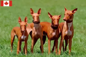Lee más sobre el artículo Criadores y cachorros de Pharaoh Hound en Canadá