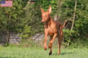 Lee más sobre el artículo Pharaoh Hound criadores y cachorros en los EE.UU.