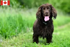 Lee más sobre el artículo Criadores y cachorros de Field Spaniel en Canadá