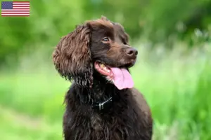Lee más sobre el artículo Criadores y cachorros de Field Spaniel en EE.UU.