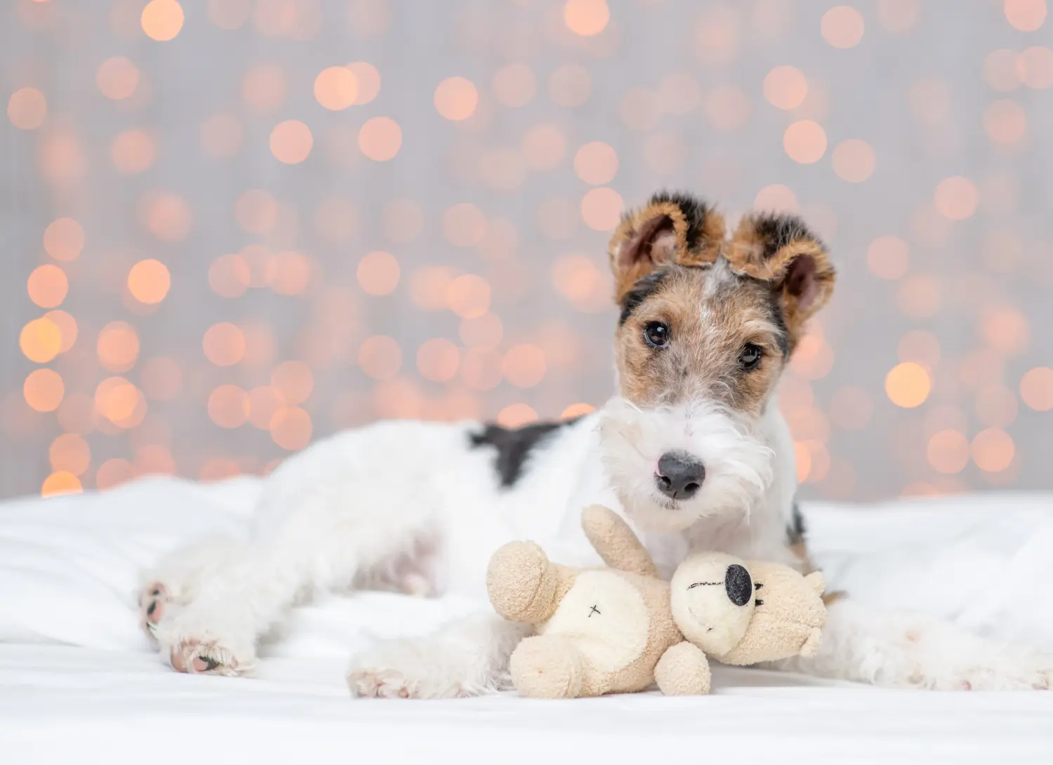 Comprar un cachorro de Fox Terrier significa asumir responsabilidades. Comprar cachorros de Fox Terrier.