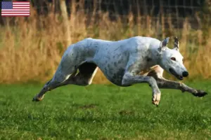 Lee más sobre el artículo Criadores de galgos y cachorros en EE.UU.