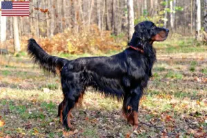 Lee más sobre el artículo Gordon Setter criadores y cachorros en los EE.UU.