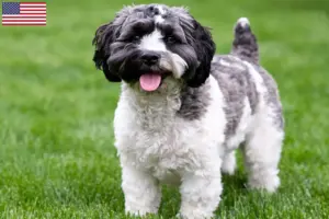 Lee más sobre el artículo Havapoo criadores y cachorros en los EE.UU.