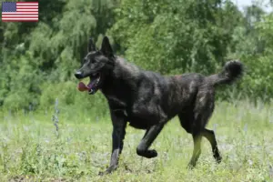 Lee más sobre el artículo Hollandse Herdershond criadores y cachorros en los EE.UU.