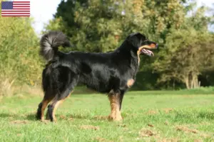 Lee más sobre el artículo Hovawart criadores y cachorros en los EE.UU.