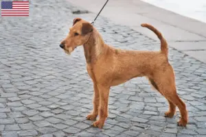 Lee más sobre el artículo Criadores y cachorros de Terrier irlandés en EE.UU.