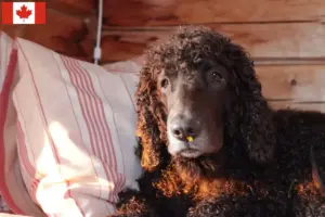 Lee más sobre el artículo Criadores y cachorros de Irish Water Spaniel en Canadá