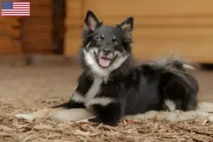 Lee más sobre el artículo Criadores de perros islandeses y cachorros en EE.UU.