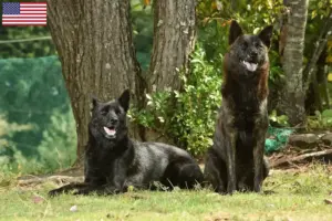 Lee más sobre el artículo Criadores de Kai y cachorros en EE.UU.