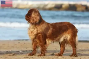 Lee más sobre el artículo King Charles Spaniel criadores y cachorros en los EE.UU.