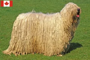 Lee más sobre el artículo Criadores y cachorros de Komondor en Canadá