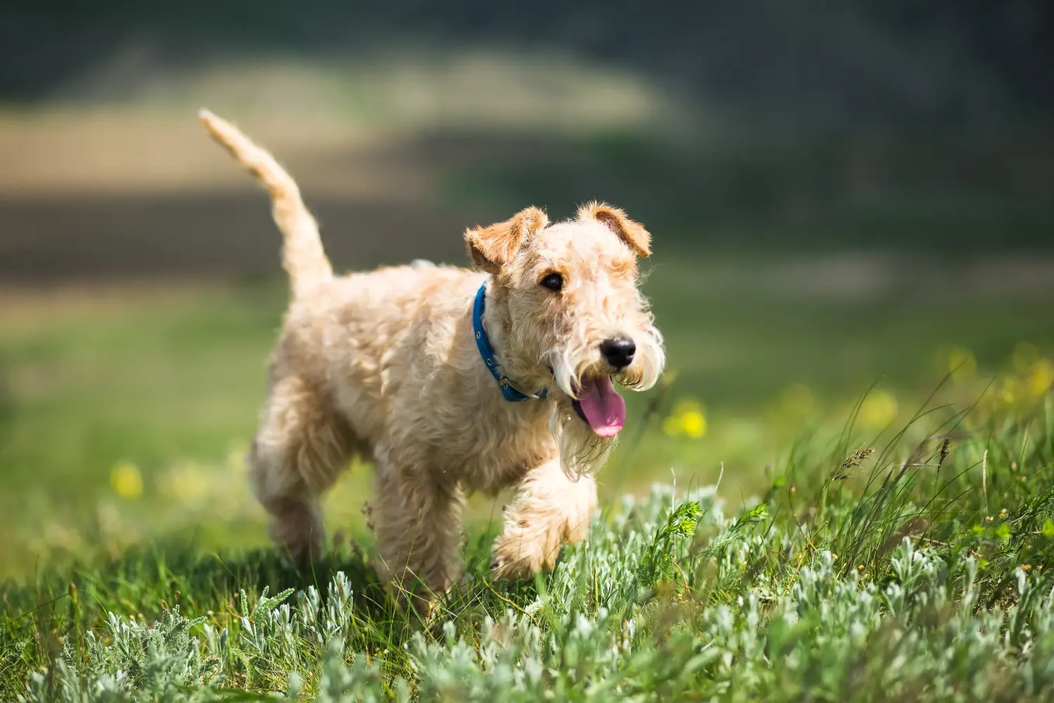 Comprar un cachorro de Lakeland Terrier significa asumir responsabilidades. Comprar cachorros Lakeland Terrier.