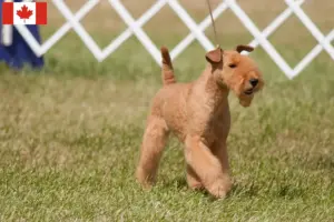 Lee más sobre el artículo Criadores y cachorros de Lakeland Terrier en Canadá