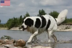 Lee más sobre el artículo Landseer criadores y cachorros en los EE.UU.