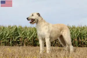 Lee más sobre el artículo Criadores y cachorros de Irish Wolfhound en EE.UU.