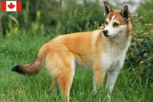 Lee más sobre el artículo Criadores de Lundehund noruego y cachorros en Canadá