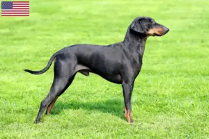 Lee más sobre el artículo Manchester Terrier criadores y cachorros en los EE.UU.
