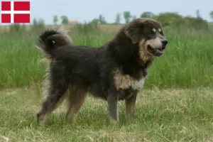 Lee más sobre el artículo Criador de Perros Tibetanos y cachorros en Dinamarca