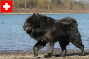 Lee más sobre el artículo Criadores de Mastín Tibetano y cachorros en Suiza