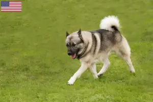 Lee más sobre el artículo Norwegian Buhund criadores y cachorros en los EE.UU.