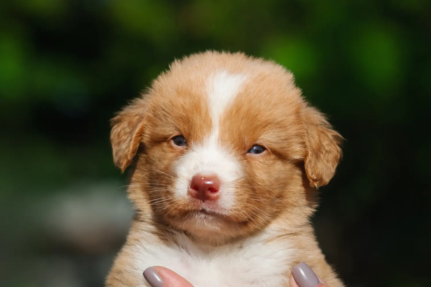 Comprar un cachorro de Nova Scotia Duck Tolling Retriever significa asumir responsabilidades. Comprar cachorros de Nova Scotia Duck Tolling Retriever.