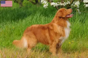 Lee más sobre el artículo Nueva Escocia Duck Tolling Retriever Criadores y Cachorros en los EE.UU.