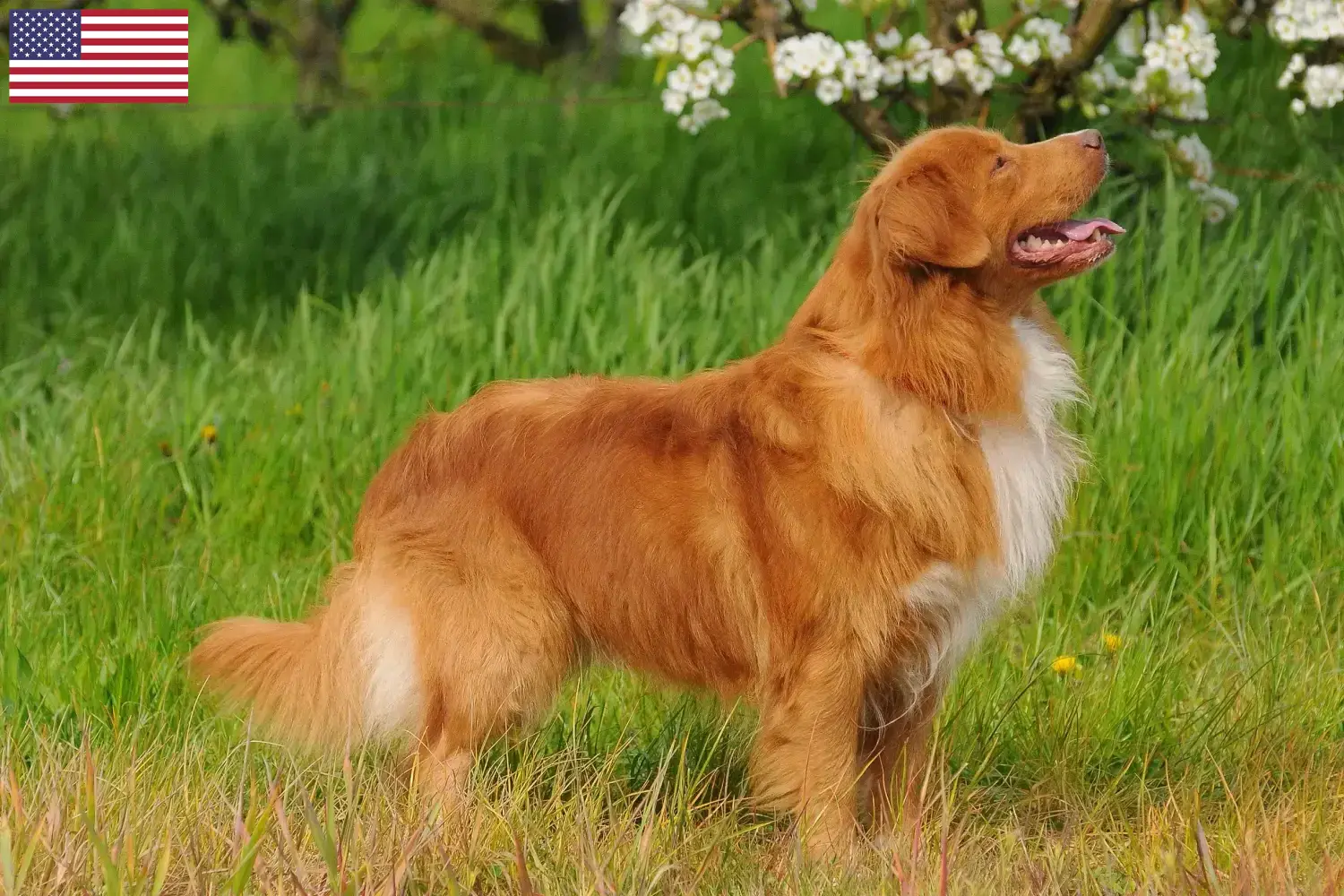 Nova Scotia Duck Tolling Retriever cachorros y criadores EE.UU. Encuentra aquí criadores de Nova Scotia Duck Tolling Retriever en Estados Unidos.