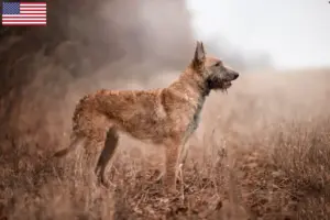 Lee más sobre el artículo Criadores de pastores belgas y cachorros en EE.UU.