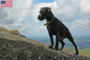 Lee más sobre el artículo Patterdale Terrier criadores y cachorros en los EE.UU.