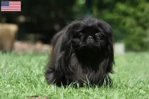 Lee más sobre el artículo Criadores de Pekinés y cachorros en EE.UU.