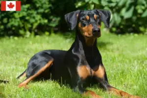 Lee más sobre el artículo Criadores de Pinscher alemán y cachorros en Canadá