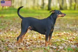 Lee más sobre el artículo Criadores y cachorros de Pinscher alemán en EE.UU.