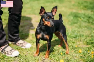 Lee más sobre el artículo Criadores de Pinscher miniatura y cachorros en EE.UU.