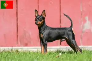 Lee más sobre el artículo Criadores de Pinscher miniatura y cachorros en Portugal