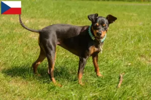 Lee más sobre el artículo Criadores de Pinscher miniatura y cachorros en la República Checa