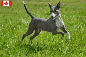 Lee más sobre el artículo Criadores de Podenco y cachorros en Canadá