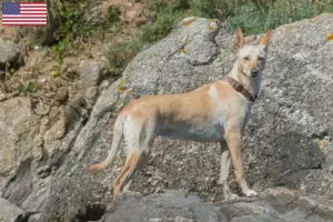 Lee más sobre el artículo Podenco criadores y cachorros en los EE.UU.
