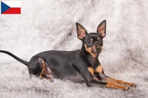 Lee más sobre el artículo Criadores y cachorros de Cascabel de Praga en la República Checa