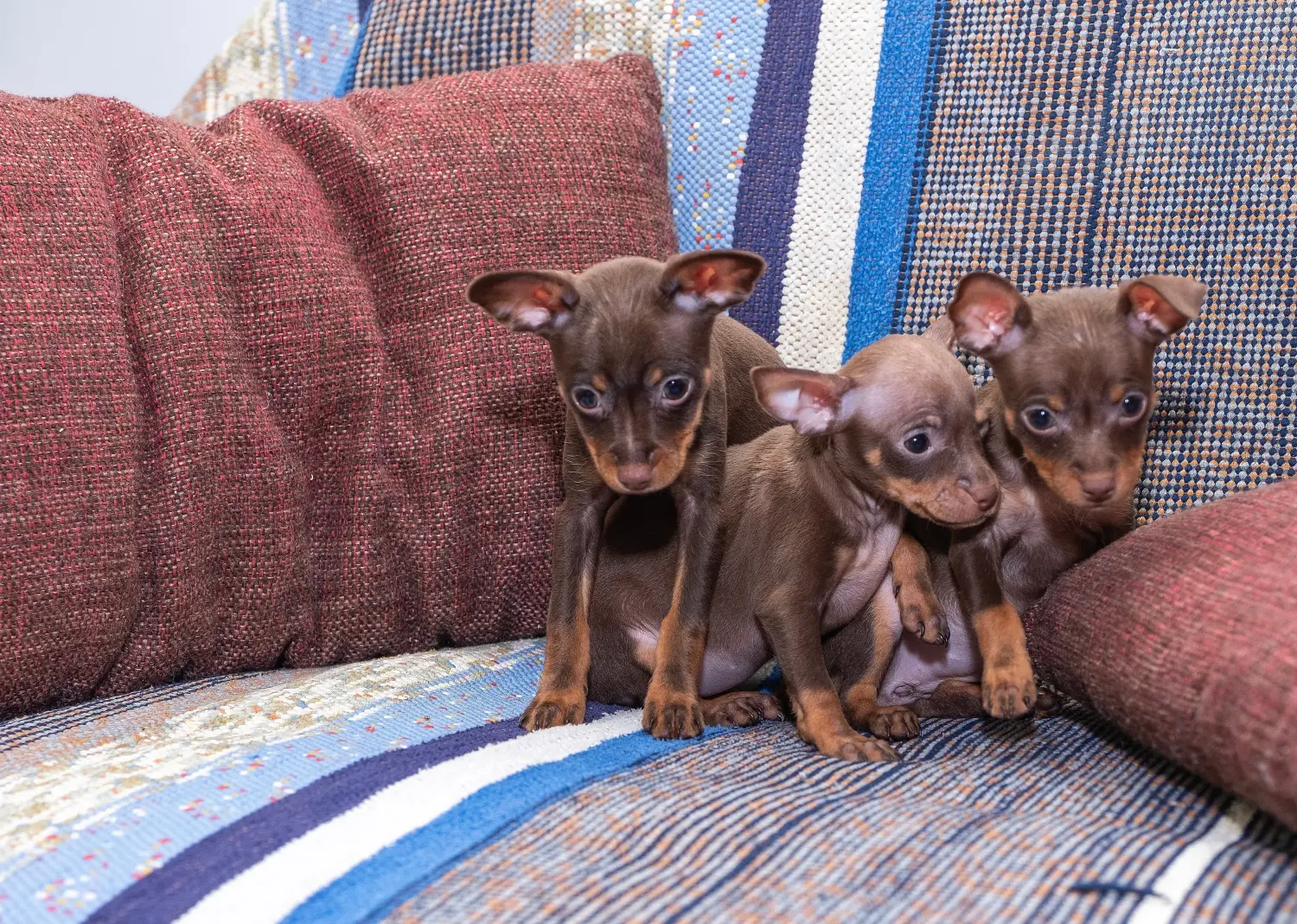 Comprar un cachorro de Prager Rattler significa asumir responsabilidades. Comprar cachorros Prager Rattler.