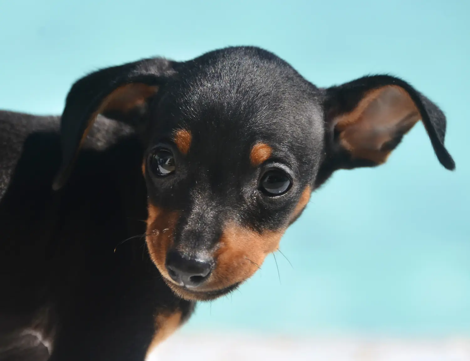 Comprar un cachorro de Prager Rattler significa asumir responsabilidades. Comprar cachorros Prager Rattler.