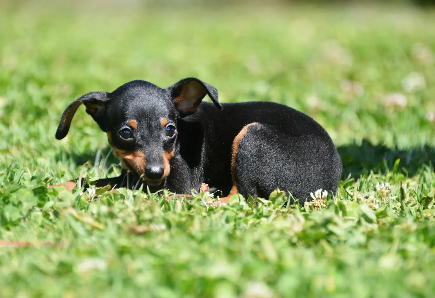 Comprar un cachorro de Prager Rattler significa asumir responsabilidades. Comprar cachorros Prager Rattler.