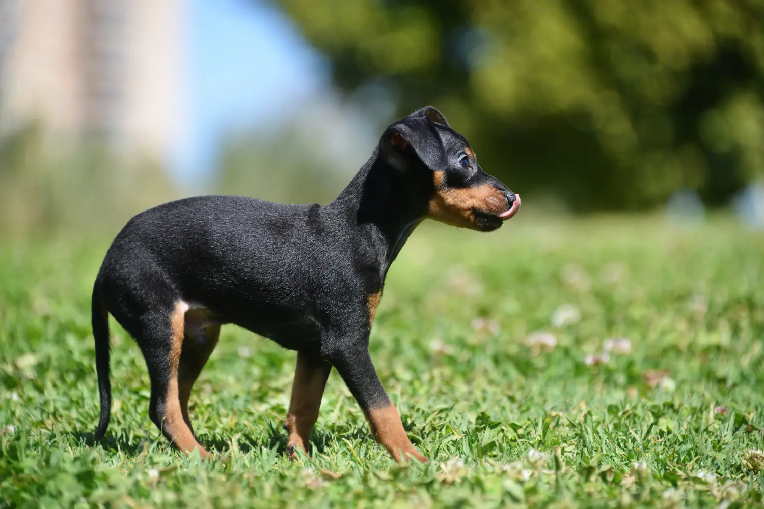 Comprar un cachorro de Prager Rattler significa asumir responsabilidades. Comprar cachorros Prager Rattler.