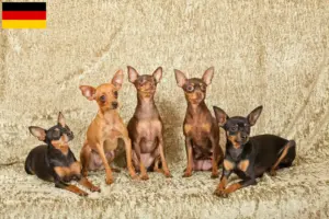 Lee más sobre el artículo Prager Rattler criadores y cachorros en Alemania